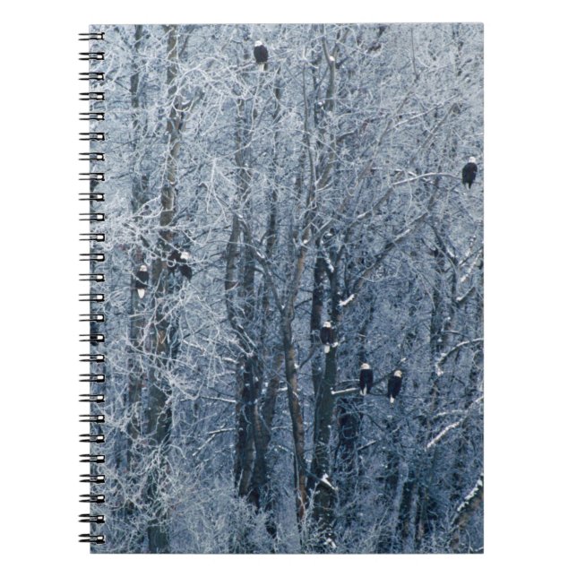 Bald Eagles Spiral Notebook (Front)