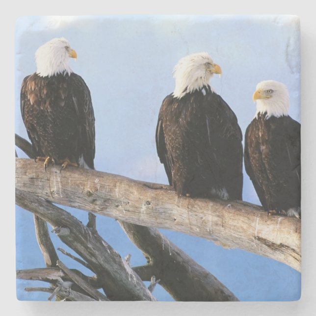Bald Eagles Stone Coaster (Front)