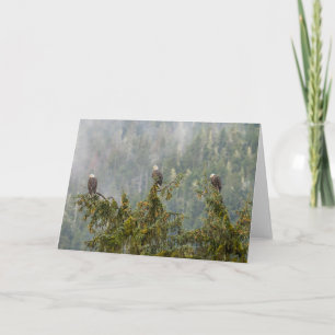 Bald Eagles   Tongass National Forest Alaska Card