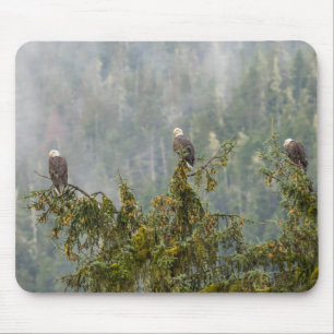Bald Eagles   Tongass National Forest Alaska Mouse Pad