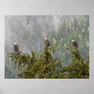Bald Eagles Tongass National Forest Alaska Poster
