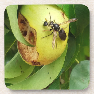 Bald Faced Hornet Eating a Pear Coaster