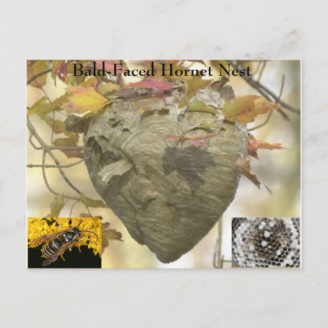 Bald-faced hornet nest postcard (Front)