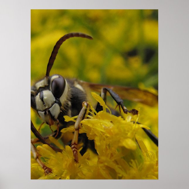 Bald-Faced Hornet Poster (Front)