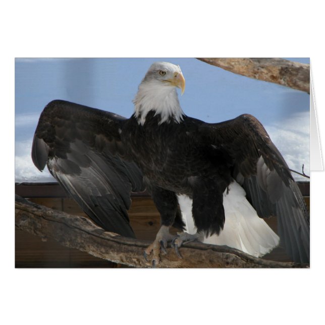 Baldie (Front Horizontal)