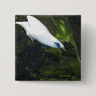 Bali Myna 15 Cm Square Badge