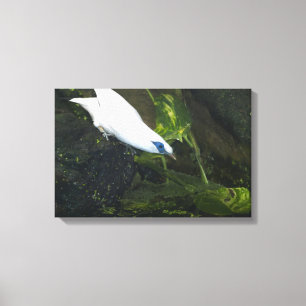 Bali Myna Canvas Print