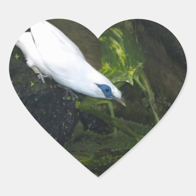 Bali Myna Heart Sticker (Front)