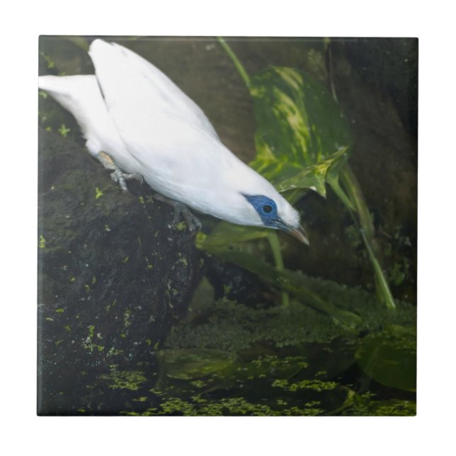 Bali Myna Tile (Front)