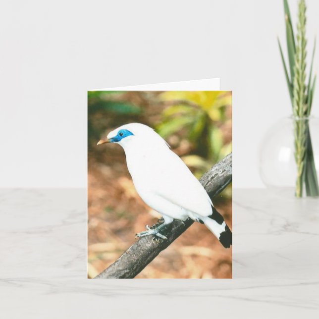 Bali Mynah Photo Folded Note Card (Front)