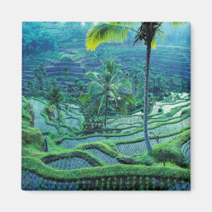Bali   Overview Of Rice Terraces Magnet