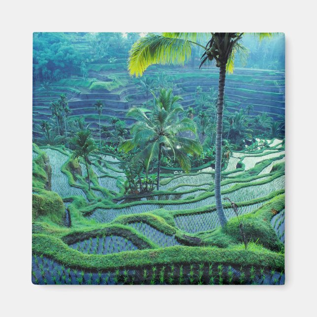 Bali | Overview Of Rice Terraces Magnet (Front)