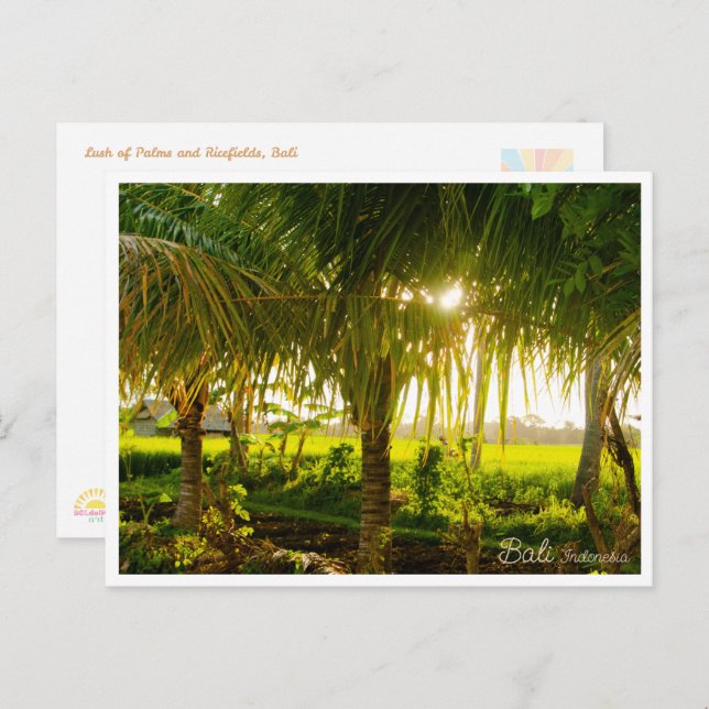 Bali Palm Trees & Ricefield Postcard (Front/Back)