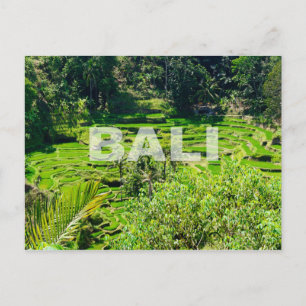 Bali Rice Terraces Postcard
