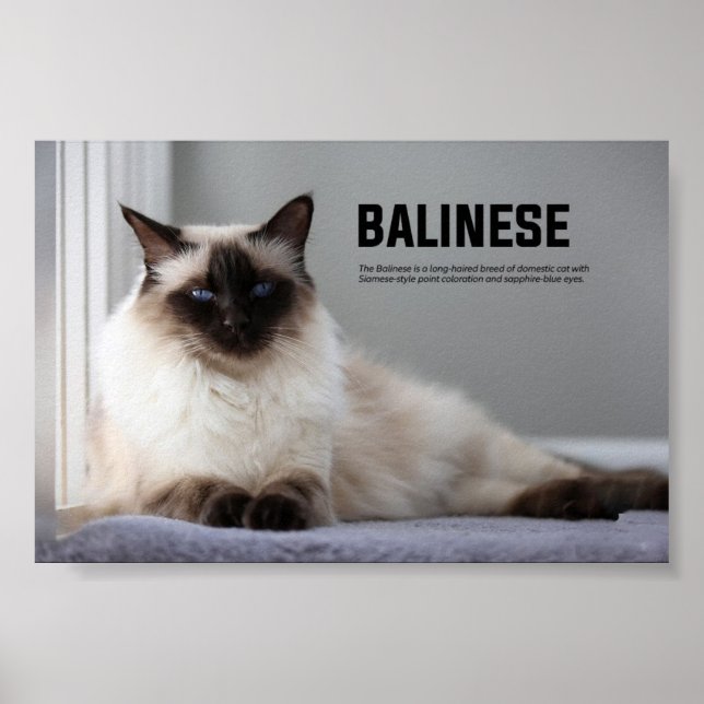 Balinese Cat Breed Poster (Front)