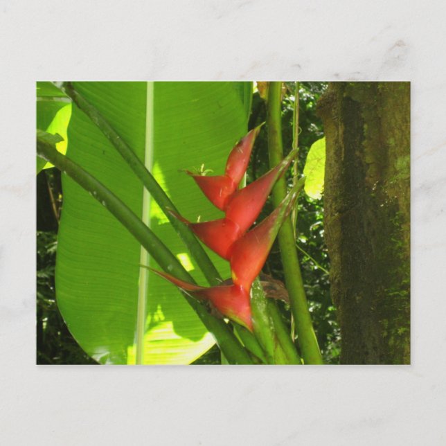 Balisier (Flower) - Martinique, F.W.I. Postcard (Front)