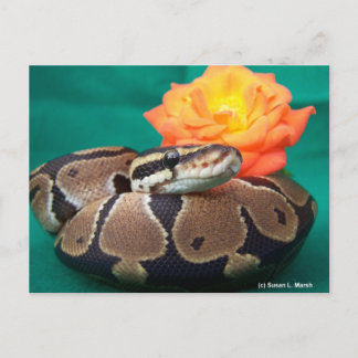 Ball Python, green background, orange rose Postcard