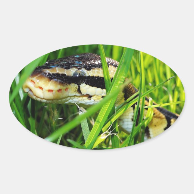 Ball Python Snake in the Grass Oval Sticker (Front)