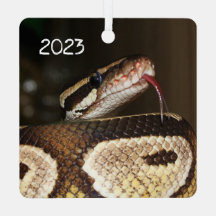 Ball Python Snake