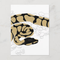 Ball Python Snake