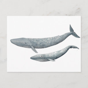 Ballena azul postcard
