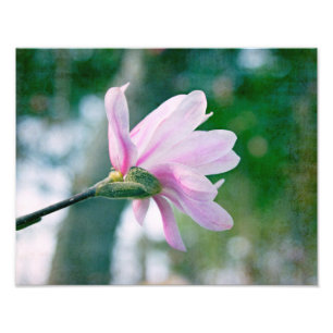 Ballerina Magnolia Photo Print