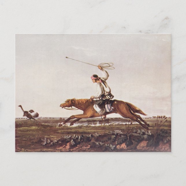 Balling Ostriches Postcard (Front)