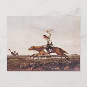 Balling Ostriches Postcard