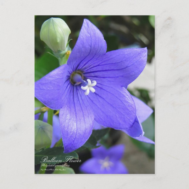 Balloon Flower ：Postcard Postcard (Front)
