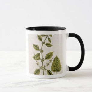 Balm, plate 27 from 'A Curious Herbal', published Mug