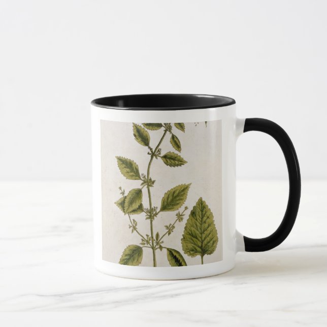 Balm, plate 27 from 'A Curious Herbal', published Mug (Right)