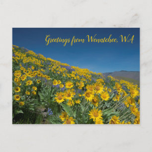 Balsamroot Bloom at Sage Hills Wenatchee, WA Postcard
