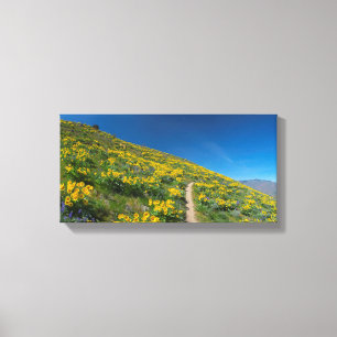 Balsamroot Spring Bloom Canvas Print