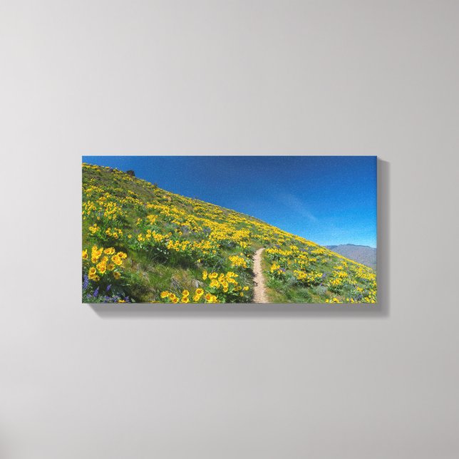Balsamroot Spring Bloom Canvas Print (Front)