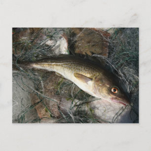 Baltic sea cod. postcard