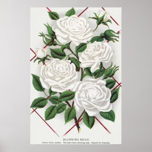 Baltimore Belle White Rose Botanical Garden Poster