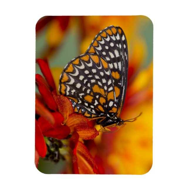 Baltimore-Chequered Butterfly Magnet (Vertical)
