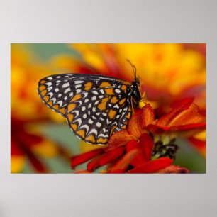 Baltimore-Chequered Butterfly Poster