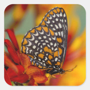 Baltimore-Chequered Butterfly Square Sticker