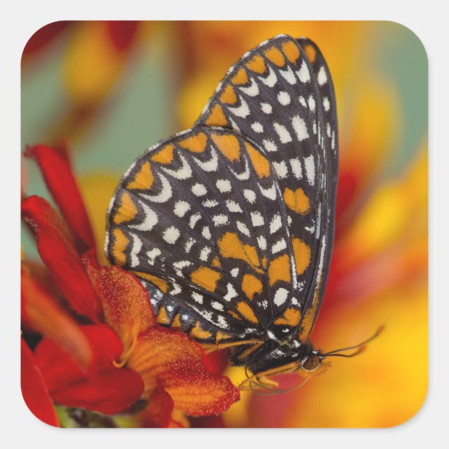 Baltimore-Chequered Butterfly Square Sticker (Front)