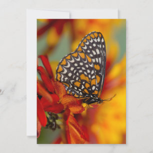 Baltimore-Chequered Butterfly Thank You Card