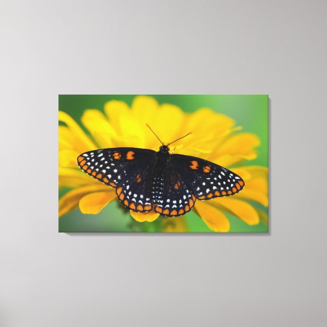 Baltimore Chequered Spot Butterfly Canvas Print (Front)