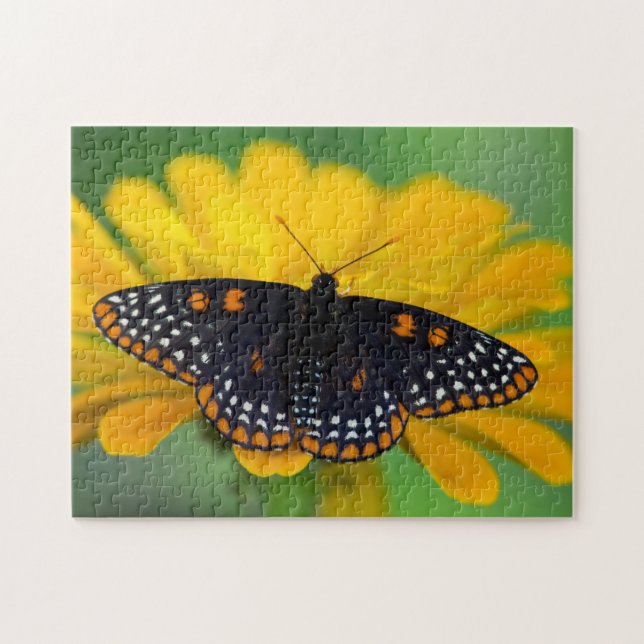 Baltimore Chequered Spot Butterfly Jigsaw Puzzle (Horizontal)