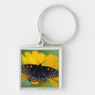 Baltimore Chequered Spot Butterfly Key Ring