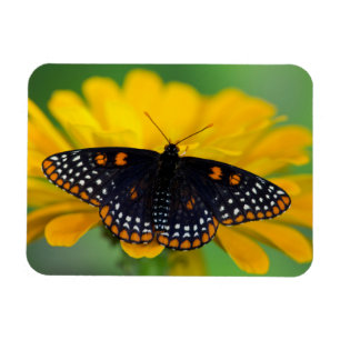 Baltimore Chequered Spot Butterfly Magnet