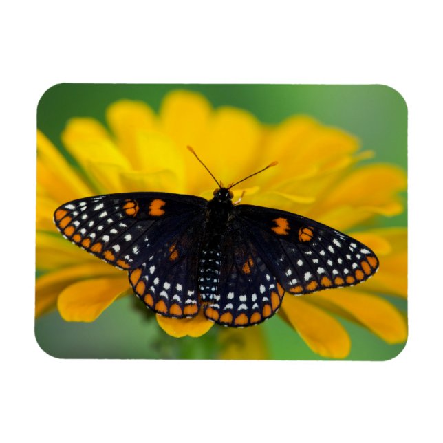 Baltimore Chequered Spot Butterfly Magnet (Horizontal)
