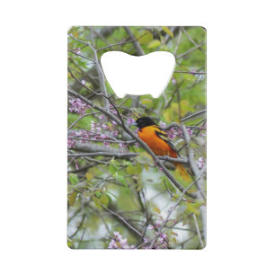 Baltimore Oriole