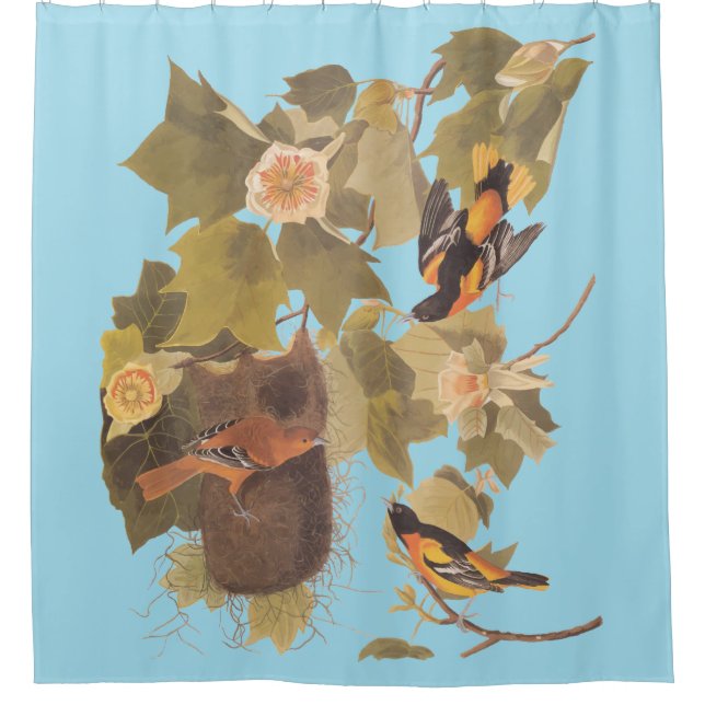 Baltimore Oriole Audubon Bird Family with Nest Shower Curtain (Front)