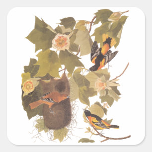 Baltimore Oriole Audubon Bird Family with Nest Square Sticker