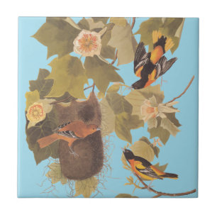 Baltimore Oriole Audubon Bird Family with Nest Tile